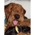 Miot'Y' airedale terrier