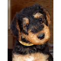 Miot'Y' airedale terrier